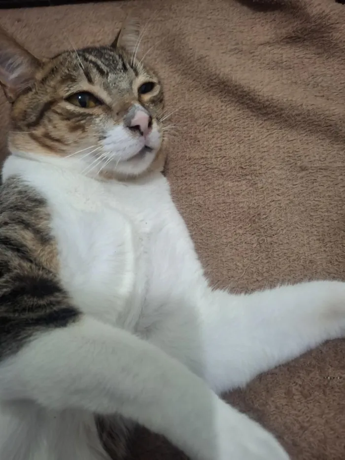 Gato raça SRD-ViraLata idade 1 ano nome sem nome