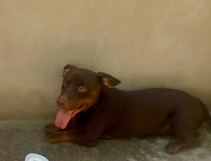 Cachorro raça SRD-ViraLata idade 2 anos nome Thor