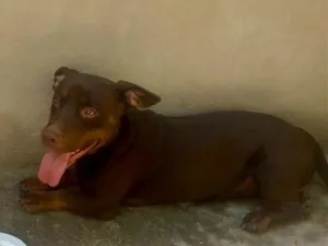 Cachorro raça SRD-ViraLata idade 2 anos nome Thor