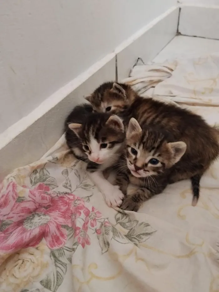 Gato raça SRD-ViraLata idade Abaixo de 2 meses nome lilo 