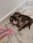 lilo