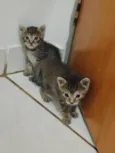 lilo 
