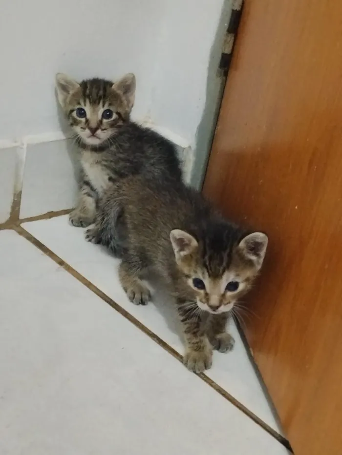 Gato raça SRD-ViraLata idade Abaixo de 2 meses nome lilo 