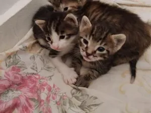 Gato raça SRD-ViraLata idade Abaixo de 2 meses nome lilo 