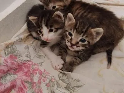 Gato raça SRD-ViraLata idade Abaixo de 2 meses nome lilo 