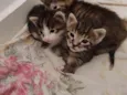 lilo