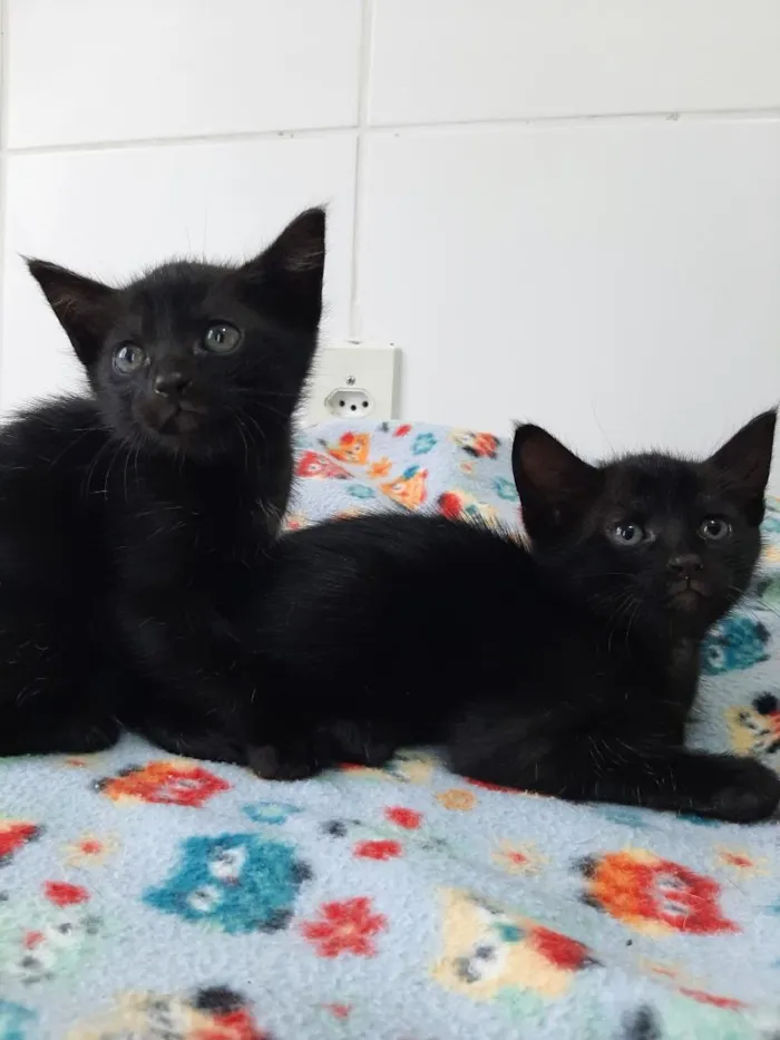 Gato raça SRD-ViraLata idade Abaixo de 2 meses nome gatos para doação! 