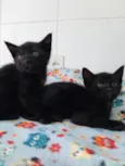 gatos para doação!