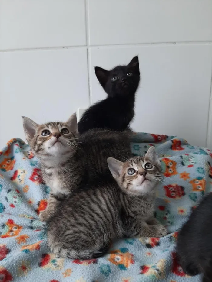 Gato raça SRD-ViraLata idade Abaixo de 2 meses nome gatos para doação! 