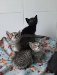 gatos para doação!