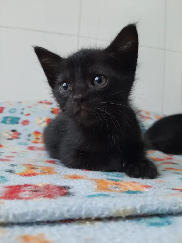 Gato raça SRD-ViraLata idade Abaixo de 2 meses nome gatos para doação! 