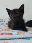 gatos para doação!