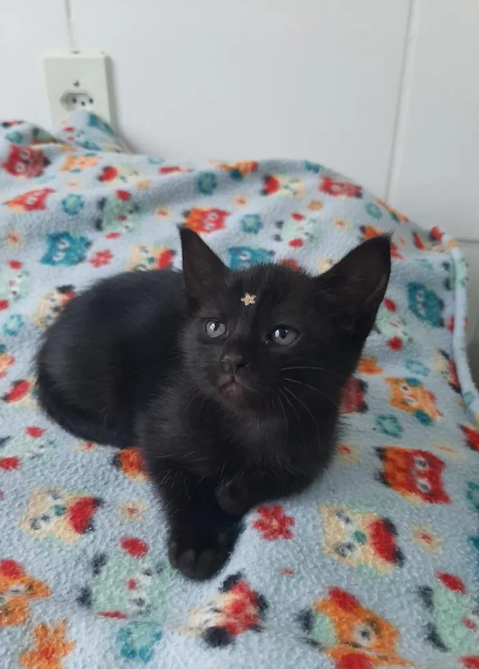 Gato raça SRD-ViraLata idade Abaixo de 2 meses nome gatos para doação! 