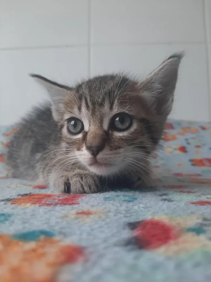 Gato raça SRD-ViraLata idade Abaixo de 2 meses nome gatos para doação! 