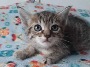 Gato raça SRD-ViraLata idade Abaixo de 2 meses nome gatos para doação! 