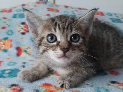 Gato raça SRD-ViraLata idade Abaixo de 2 meses nome gatos para doação! 
