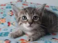 gatos para doação!