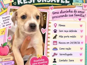 Cachorro raça SRD-ViraLata idade Abaixo de 2 meses nome Filhote