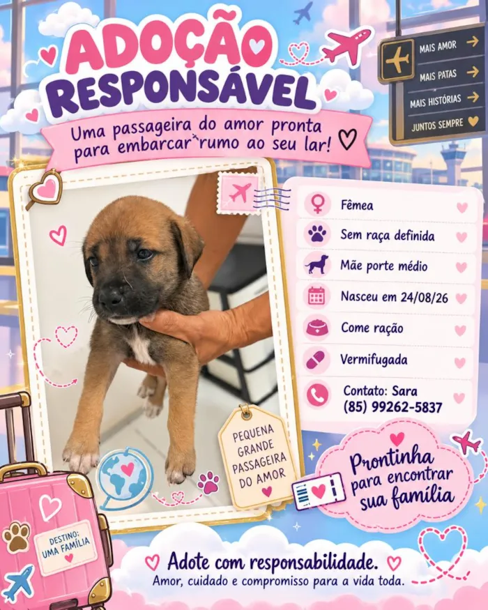 Cachorro raça SRD-ViraLata idade 2 a 6 meses nome Filhote