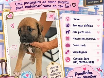 Cachorro raça SRD-ViraLata idade 2 a 6 meses nome Filhote