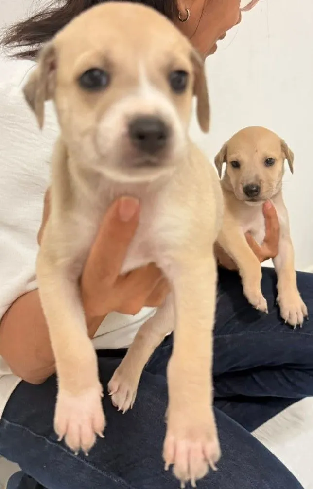 Cachorro raça SRD-ViraLata idade Abaixo de 2 meses nome Filhote