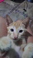 Simba 