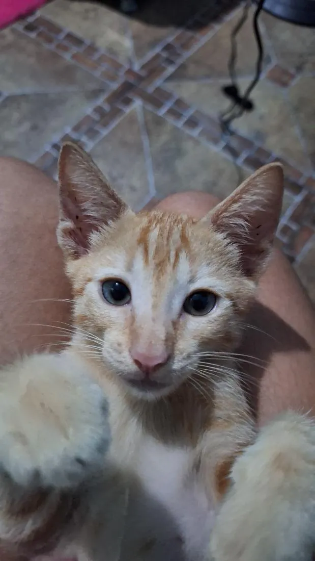 Gato raça SRD-ViraLata idade 2 a 6 meses nome Simba 