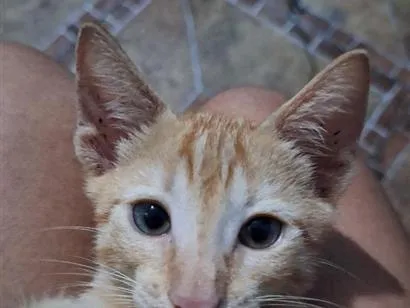 Gato raça SRD-ViraLata idade 2 a 6 meses nome Simba 