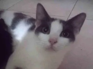 Gato raça SRD-ViraLata idade 7 a 11 meses nome Úrsula/merida
