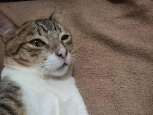 Gato raça SRD-ViraLata idade 1 ano nome sem nome
