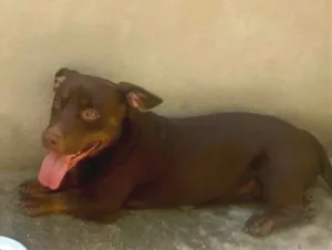 Cachorro raça SRD-ViraLata idade 2 anos nome Thor