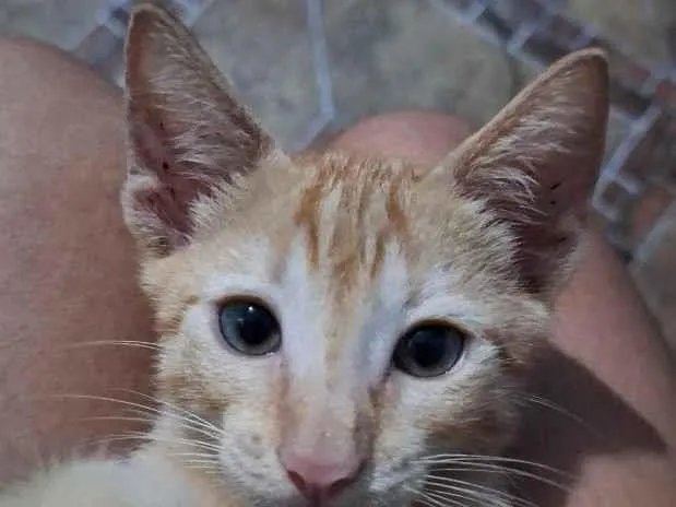 Gato raça SRD-ViraLata idade 2 a 6 meses nome Simba 