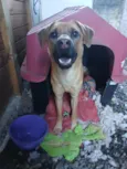 zoe