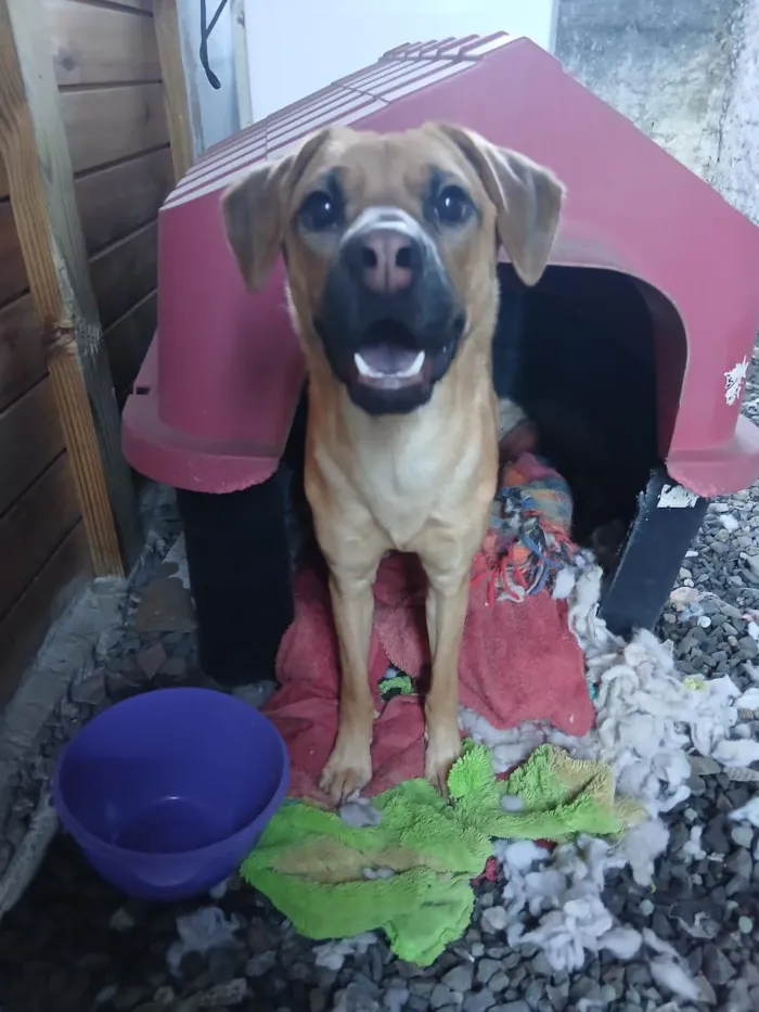 Cachorro raça SRD-ViraLata idade 1 ano nome zoe