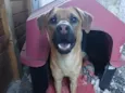 zoe