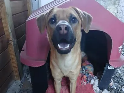 Cachorro raça SRD-ViraLata idade 1 ano nome zoe
