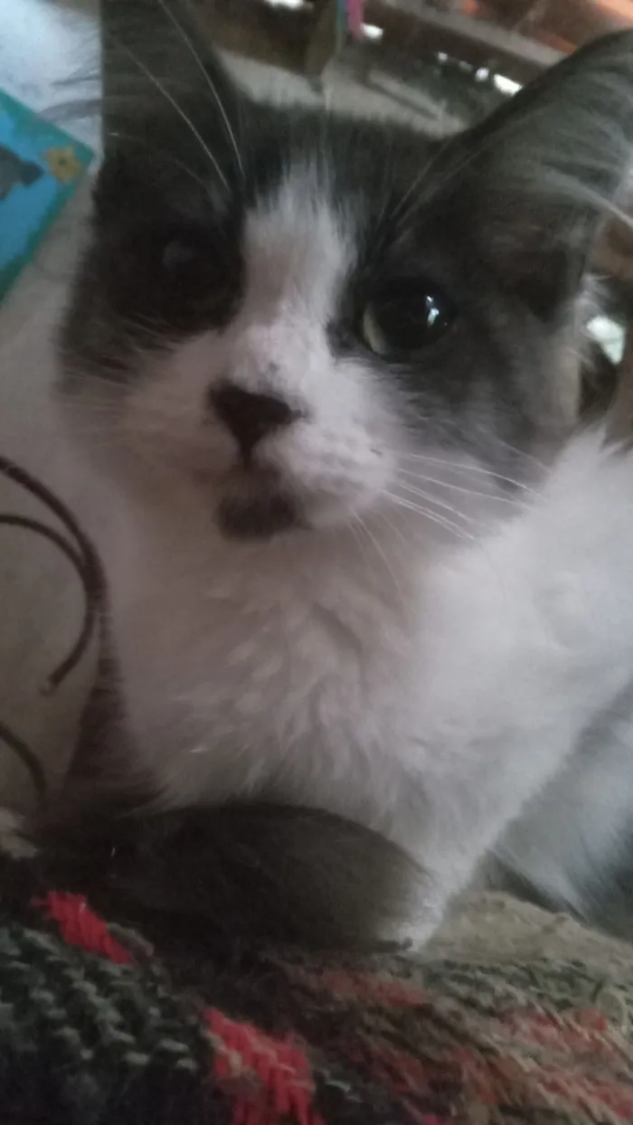 Gato raça SRD-ViraLata idade 2 a 6 meses nome Minimu 