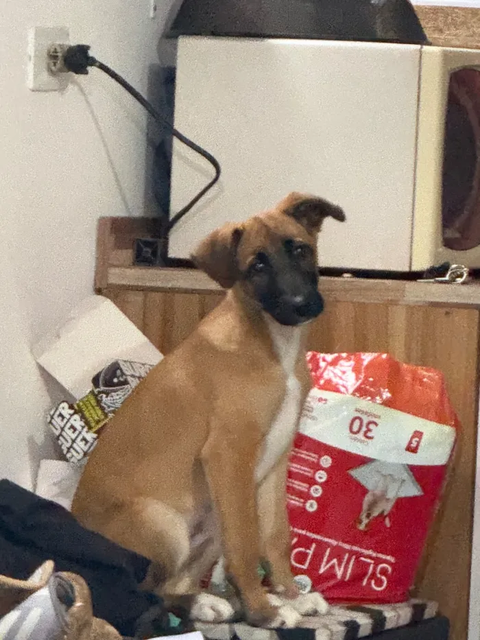 Cachorro raça SRD-ViraLata idade 7 a 11 meses nome Brawnie 