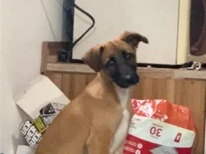 Cachorro raça SRD-ViraLata idade 7 a 11 meses nome Brawnie 