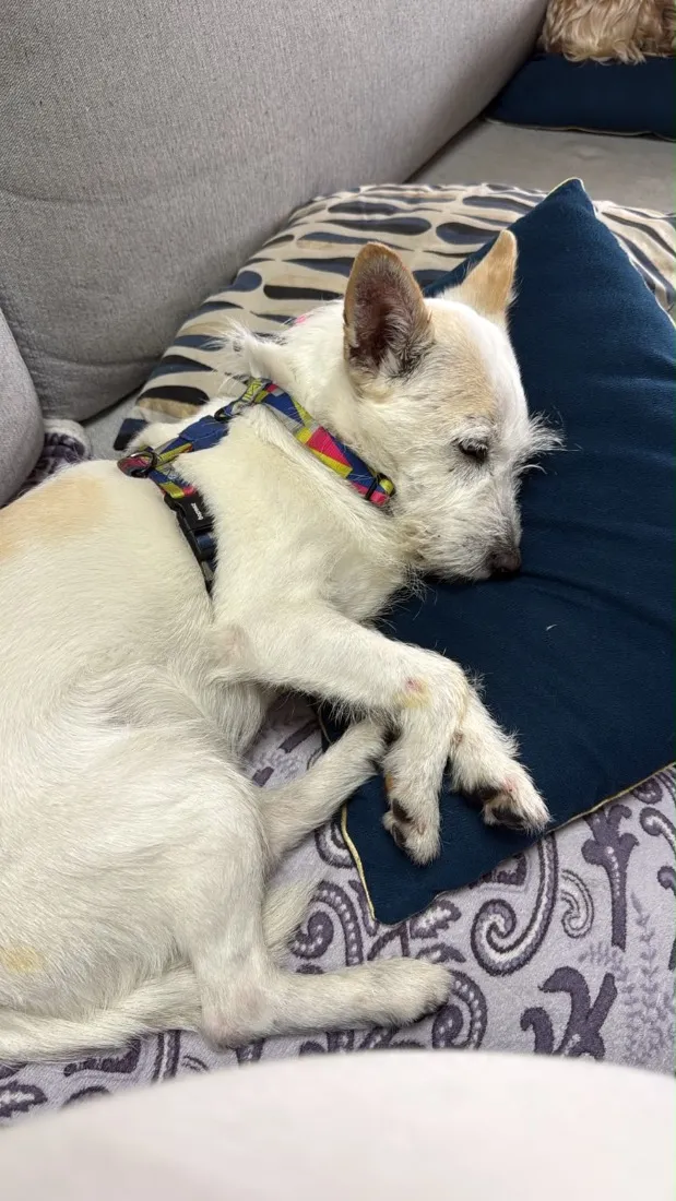 Cachorro raça SRD-ViraLata idade 2 anos nome Flora