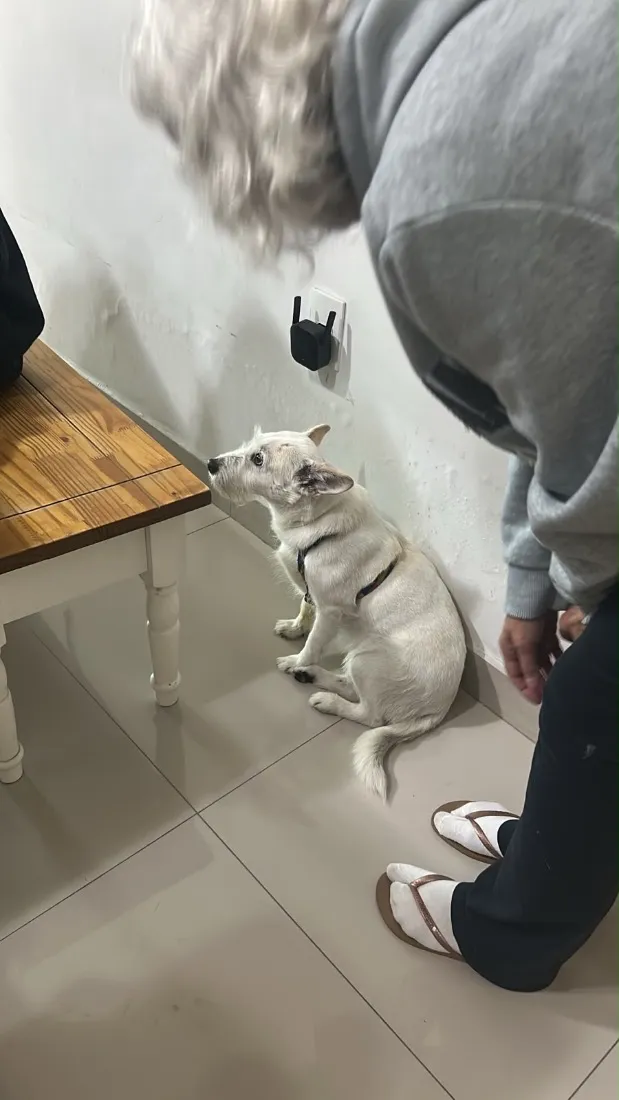 Cachorro raça SRD-ViraLata idade 2 anos nome Flora