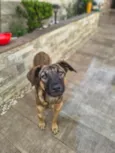 Maya