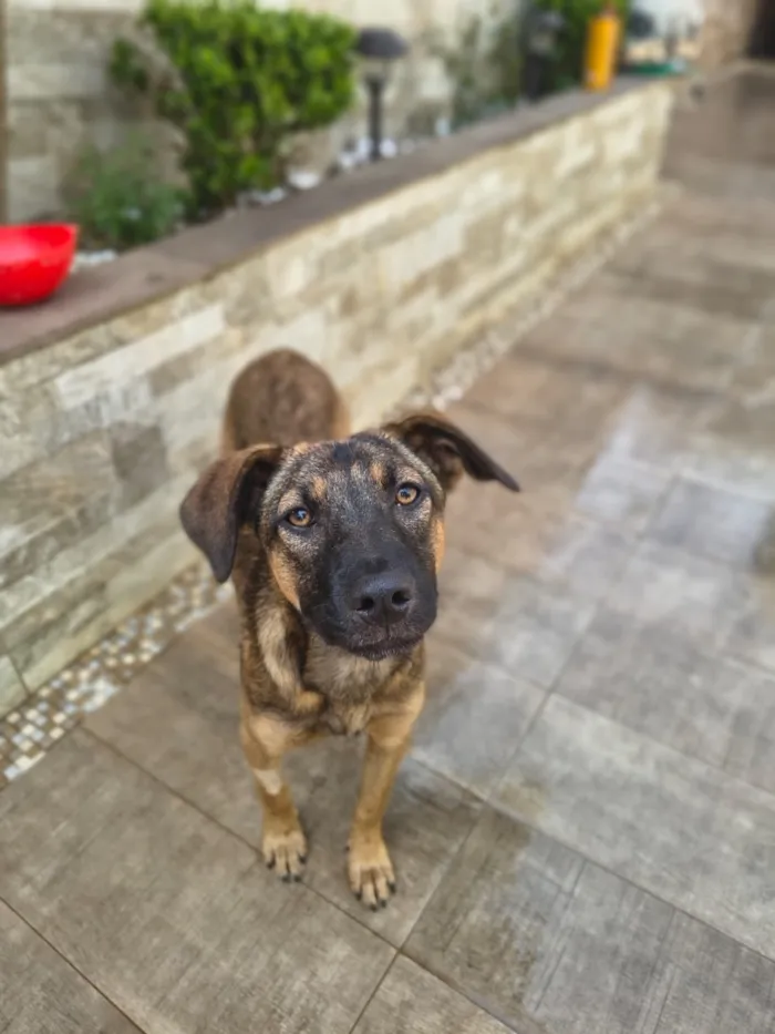 Cachorro raça SRD-ViraLata idade 1 ano nome Maya