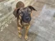 Maya