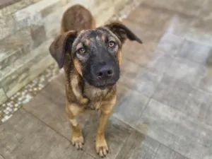 Cachorro raça SRD-ViraLata idade 1 ano nome Maya
