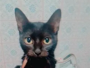 Gato raça SRD-ViraLata idade 7 a 11 meses nome ket