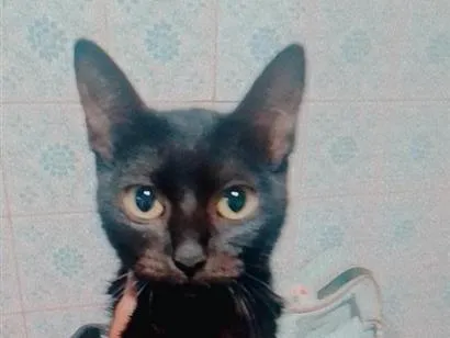 Gato raça SRD-ViraLata idade 7 a 11 meses nome ket