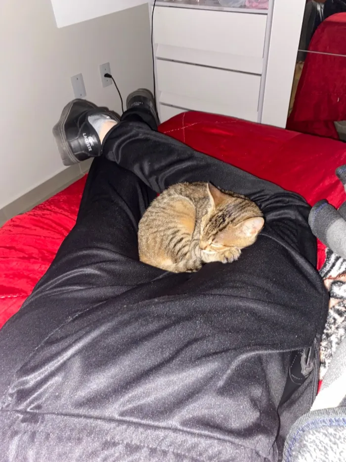 Gato raça SRD-ViraLata idade 2 a 6 meses nome Lily