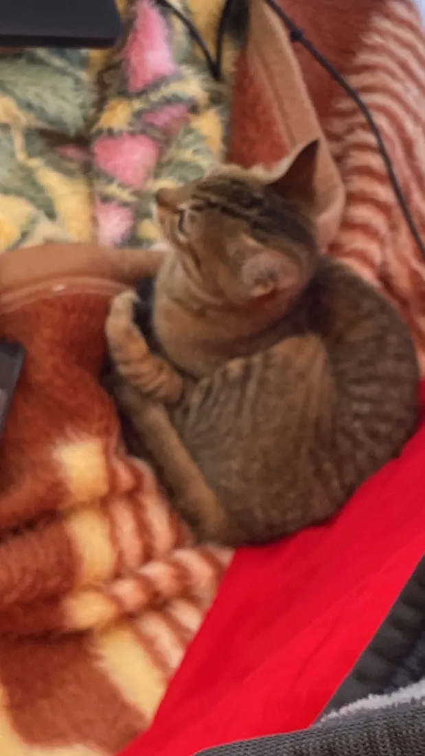 Gato raça SRD-ViraLata idade 2 a 6 meses nome Lily