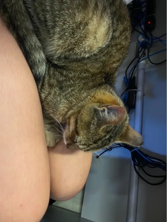Gato raça SRD-ViraLata idade 2 a 6 meses nome Lily
